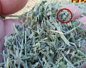 透骨草 從田間雜草到中藥瑰寶的谷類作物