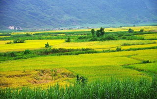 禾下乘涼夢(mèng)，倉廩實(shí)而知榮光 14億中國(guó)人的糧食安全密碼