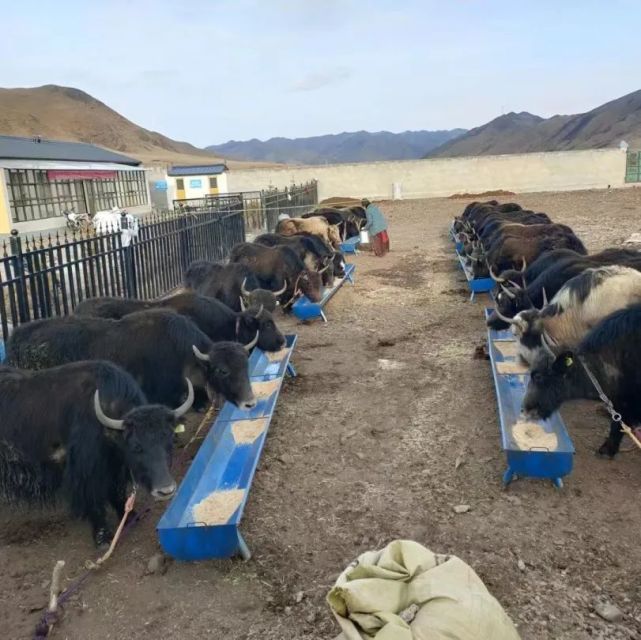 甘南 牦牛產業高質量發展，唱響鄉村振興“牧歌”