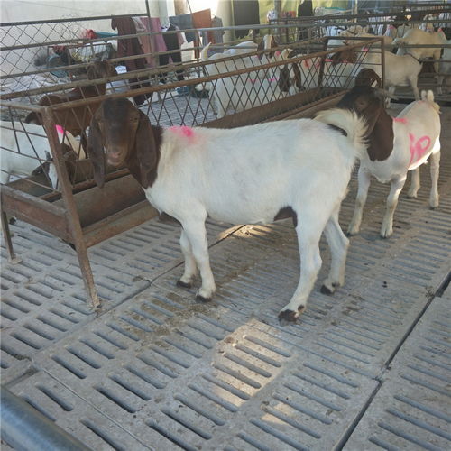 農作物秸稈養殖波爾山羊技術 快速生長、繁殖高效、品種優質、價格實惠、效益顯著
