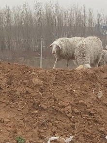 羊群飼養(yǎng) 從傳統(tǒng)到現(xiàn)代的智慧與實踐