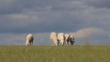 草原上的黨課 內(nèi)蒙古“聽黨話、感黨恩、跟黨走”宣傳教育走進鄂溫克家畜飼養(yǎng)一線